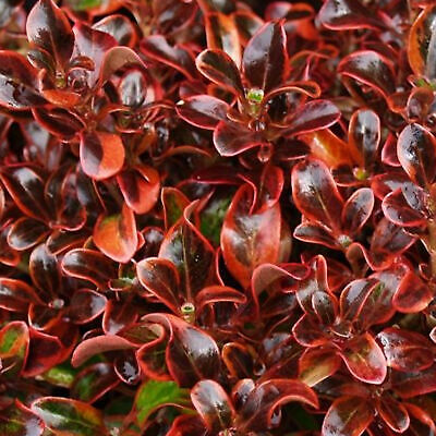 Coprosma Scarlet O'Hara - Mirror Plant | Evergreen