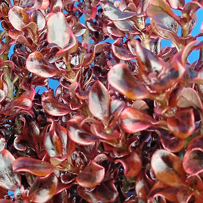 Coprosma Scarlet O'Hara - Mirror Plant | Evergreen