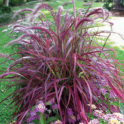 Pennisetum setaceum 'Fireworks' Hardy Annual Grass Compact Shrub | 9cm Pot