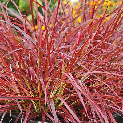 Pennisetum setaceum 'Fireworks' Hardy Annual Grass Compact Shrub | 9cm Pot