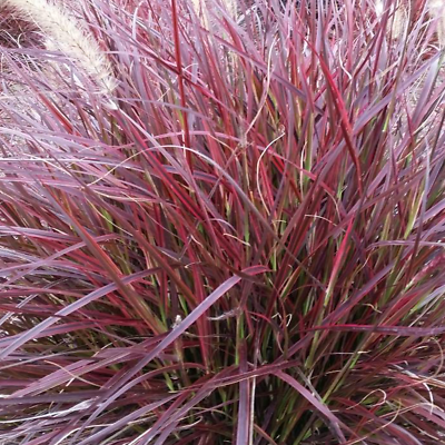 Pennisetum setaceum 'Fireworks' Hardy Annual Grass Compact Shrub | 9cm Pot