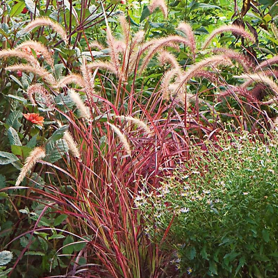 Pennisetum setaceum 'Fireworks' Hardy Annual Grass Compact Shrub | 9cm Pot