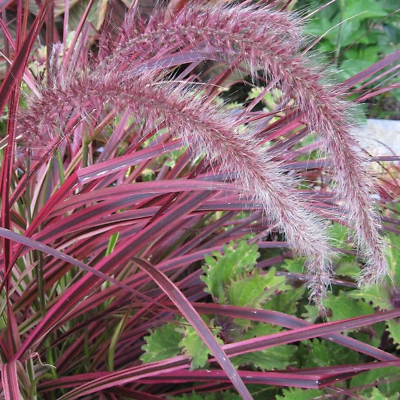 Pennisetum setaceum 'Fireworks' Hardy Annual Grass Compact Shrub | 9cm Pot