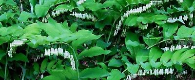 SOLOMON'S SEAL PLANT GORGEOUS Hardy perennial plant fast spreading