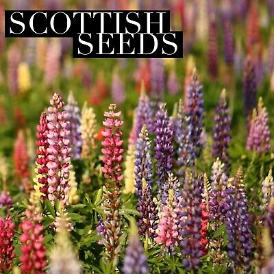 20 Scottish Lupin Mixed Seeds Festival Mix Purple Red Yellow