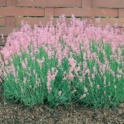 6 Pack of English Pink Lavender Rosea Plug