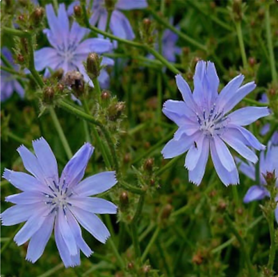 Wild Flower 50g seeds throw grow Meadow Scented Bee Butterfly Garden