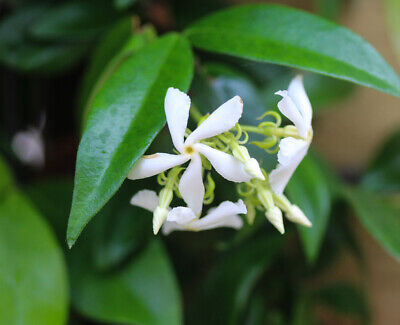 Star Jasmine Plants / Trachelospermum Jasminoides in 9cm Pot