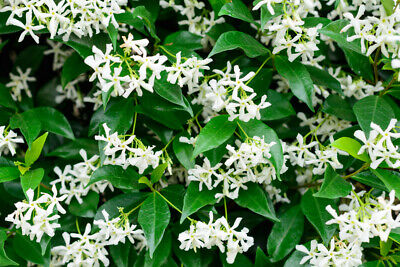 Star Jasmine Plants / Trachelospermum Jasminoides in 9cm Pot