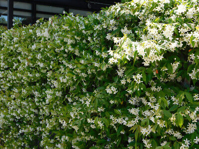 Star Jasmine Plants / Trachelospermum Jasminoides in 9cm Pot