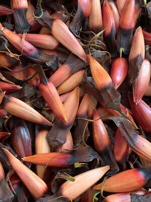 50 Monkey Puzzle Tree Seeds ( Araucaria Araucana).