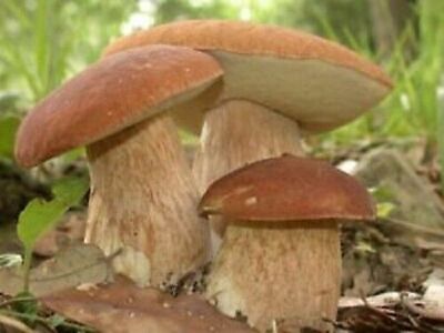 Seeds Porcini Mushroom Boletus Planting Mycelium Spawn Spores Organic Ukraine