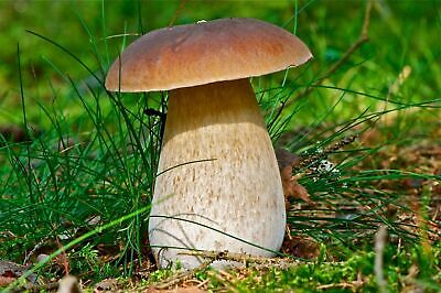 Seeds Porcini Mushroom Boletus Planting Mycelium Spawn Spores Organic Ukraine