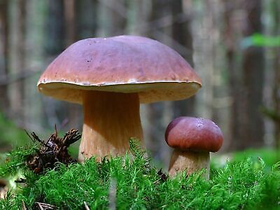 Seeds Porcini Mushroom Boletus Planting Mycelium Spawn Spores Organic Ukraine