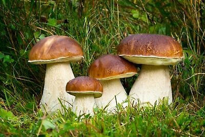 Seeds Porcini Mushroom Boletus Planting Mycelium Spawn Spores Organic Ukraine