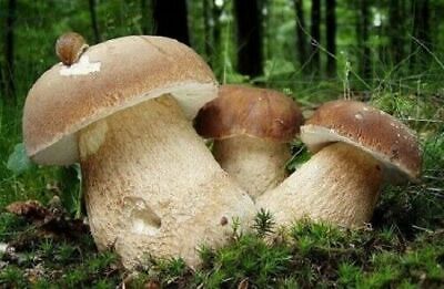 Seeds Porcini Mushroom Boletus Planting Mycelium Spawn Spores Organic Ukraine