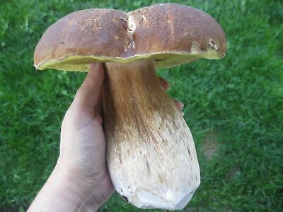 Seeds Porcini Mushroom Boletus Planting Mycelium Spawn Spores Organic Ukraine