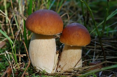 Seeds Porcini Mushroom Boletus Planting Mycelium Spawn Spores Organic Ukraine