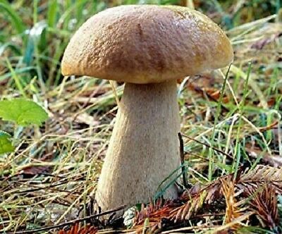 Seeds Porcini Mushroom Boletus Planting Mycelium Spawn Spores Organic Ukraine