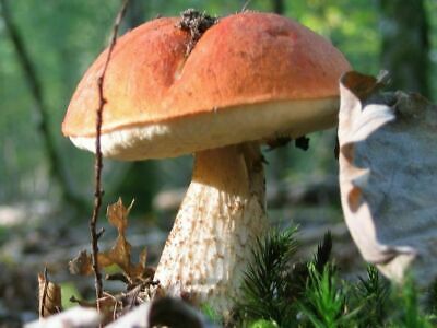 Seeds Porcini Mushroom Boletus Planting Mycelium Spawn Spores Organic Ukraine