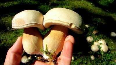 Seeds Porcini Mushroom Boletus Planting Mycelium Spawn Spores Organic Ukraine