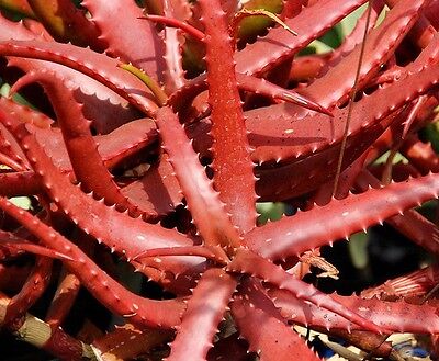 ALOE CAMERONII - Red Aloe Vera - 10 x Herbal Succulent Plant Seeds