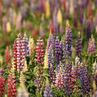 20 Scottish Lupin Mixed Seeds Festival Mix Purple Red Yellow