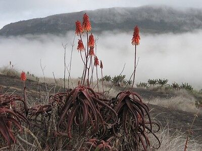 ALOE CAMERONII - Red Aloe Vera - 10 x Herbal Succulent Plant Seeds