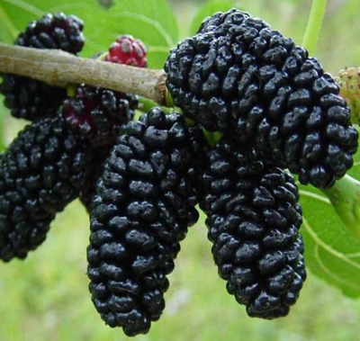 Black Mulberry (Morus Nigra) | 100 Seeds | Wine, Jam & Gin