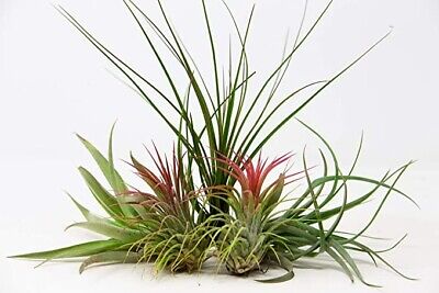 Air Plants 5 Mixed Tillandsia - Large Plants - Indoor House Plants