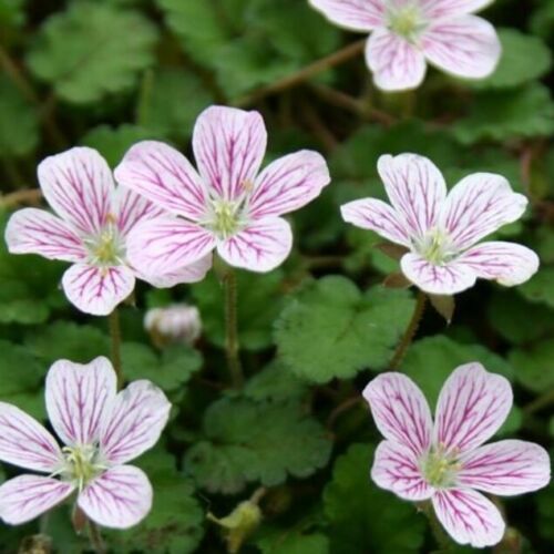 Erodium storksbill plug plants garden rose flowers evergreen perennial pack of 3