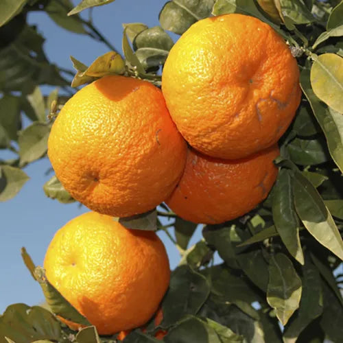 Large Orange Tree in a 6L Pot