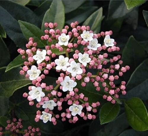 1 x Viburnum Tinus Eve Evergreen Hardy Shrub Garden Plant 9cm Pots