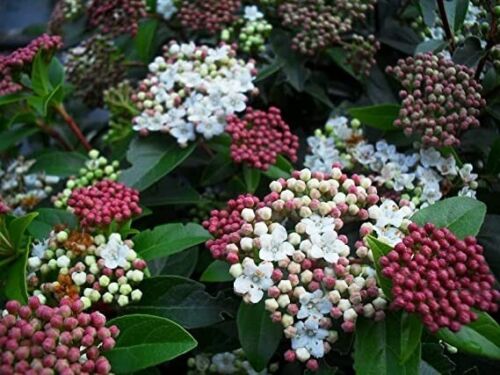 1 x Viburnum Tinus Eve Evergreen Hardy Shrub Garden Plant 9cm Pots