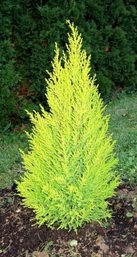 1 x Wilma Goldcrest Dwarf Conifer Lemon Scented 2ltr