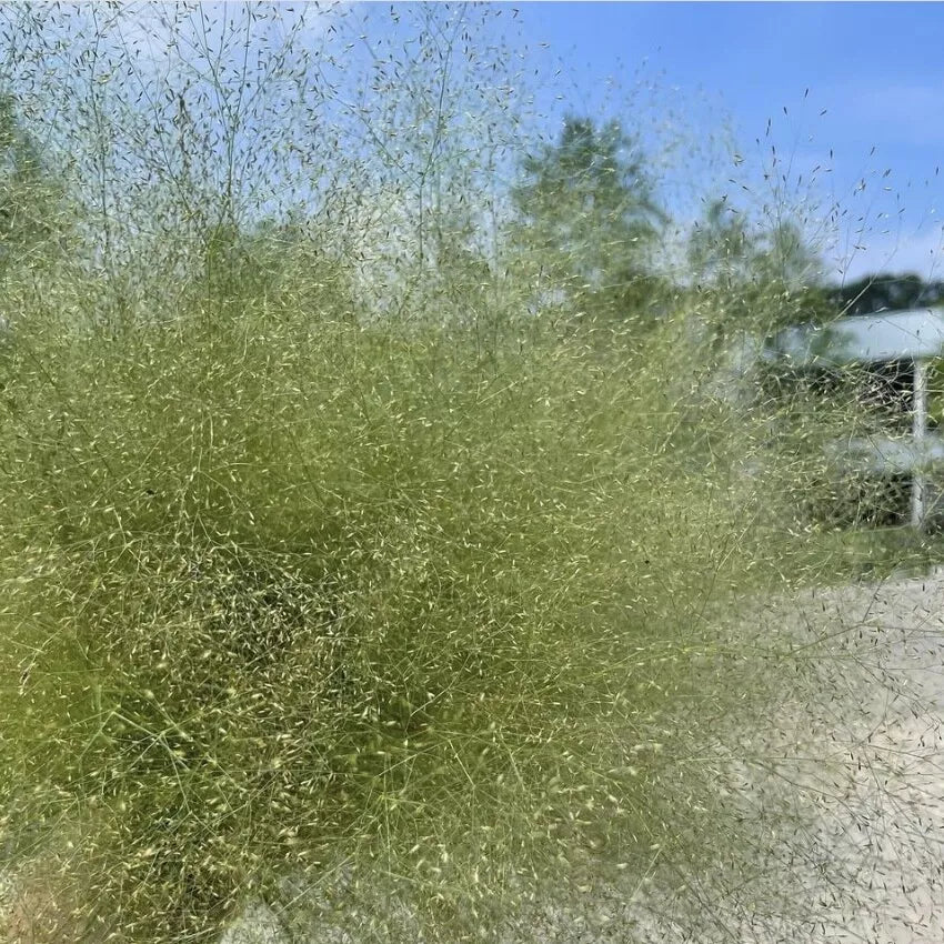 Cloud Grass, Agrostis Nebulosa, Ornamental Grass, Plug Plants