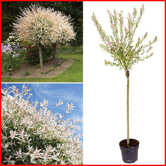 Salix Flamingo Willow Tree Plant Standard 'Hakuro-nishiki' Winter Hardy 3L Pot