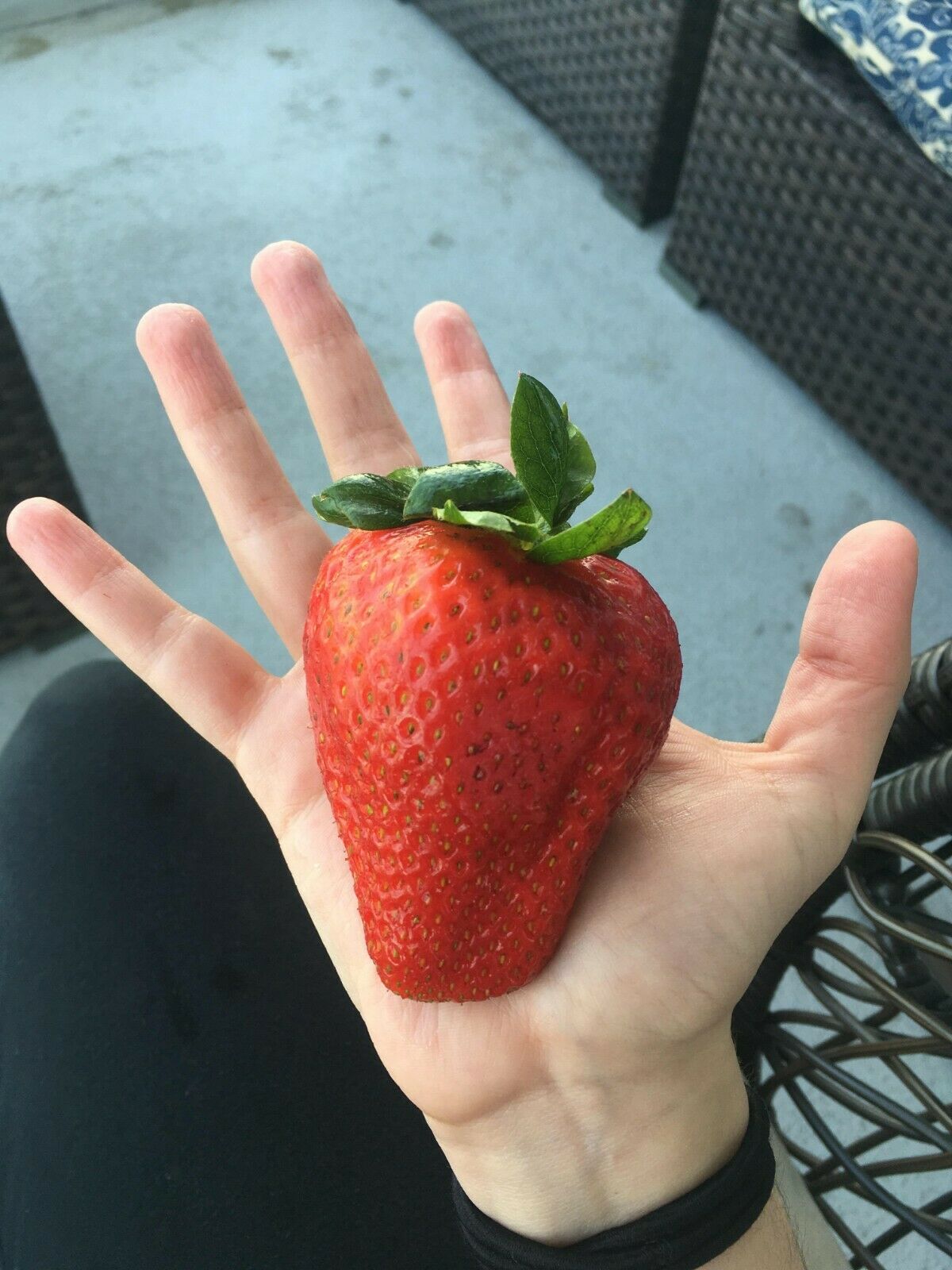 Giant Strawberry Seeds - Sweet And Juicy -Garden Plant 20pcs