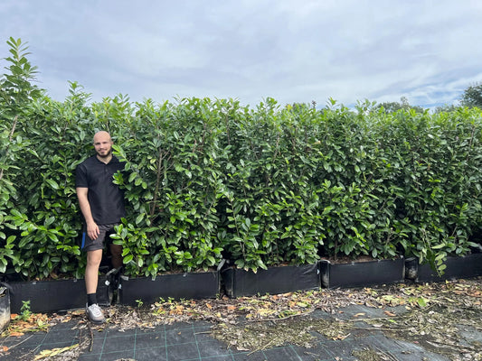 Cherry Laurel – Prunus Laurocerasus Rotundafolia 170 -200cm Instant hedge 1 Large bag