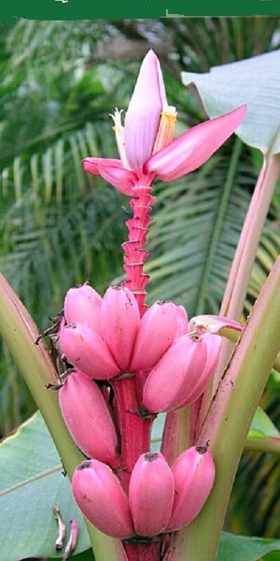 Musa velutina pink hardy banana tree exotic and hardy fruit tree rare 20 seeds