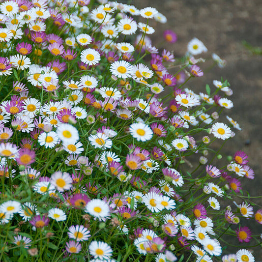 Erigeron karvinskianus 'Sea of Blossom' Mexican Fleabane x 6 Plug Plants