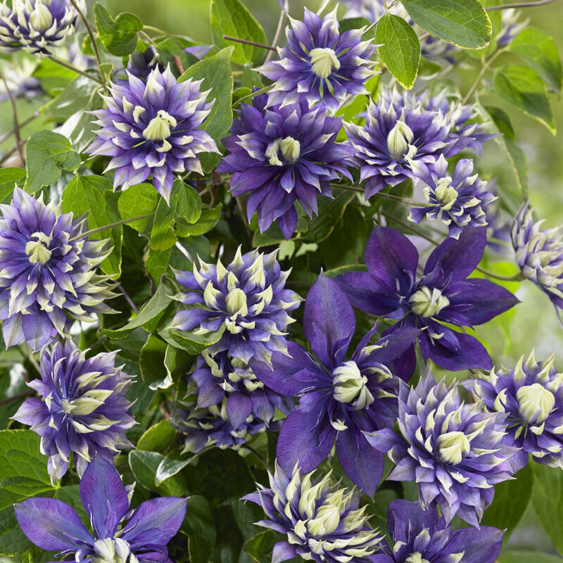 Clematis Taiga. Climbing plant with unique flower in 9cm pot.