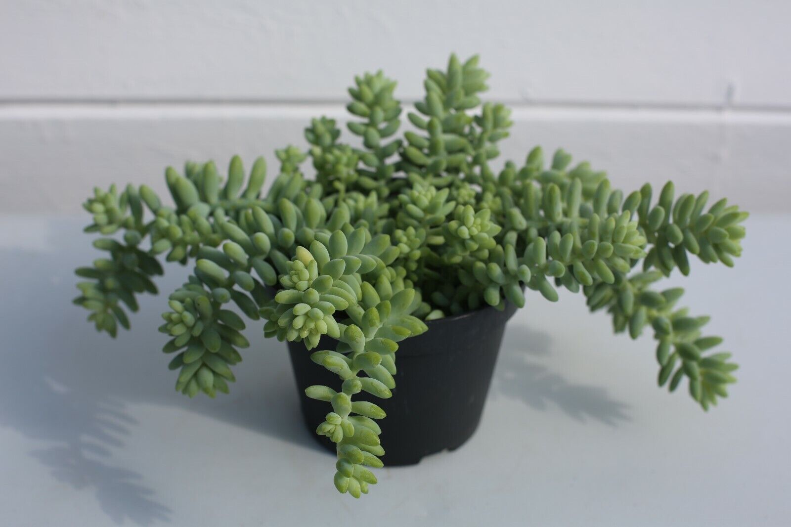 Sedum morganianum Burrito in 11cm pot /Burrows Tail/Trailing succulent