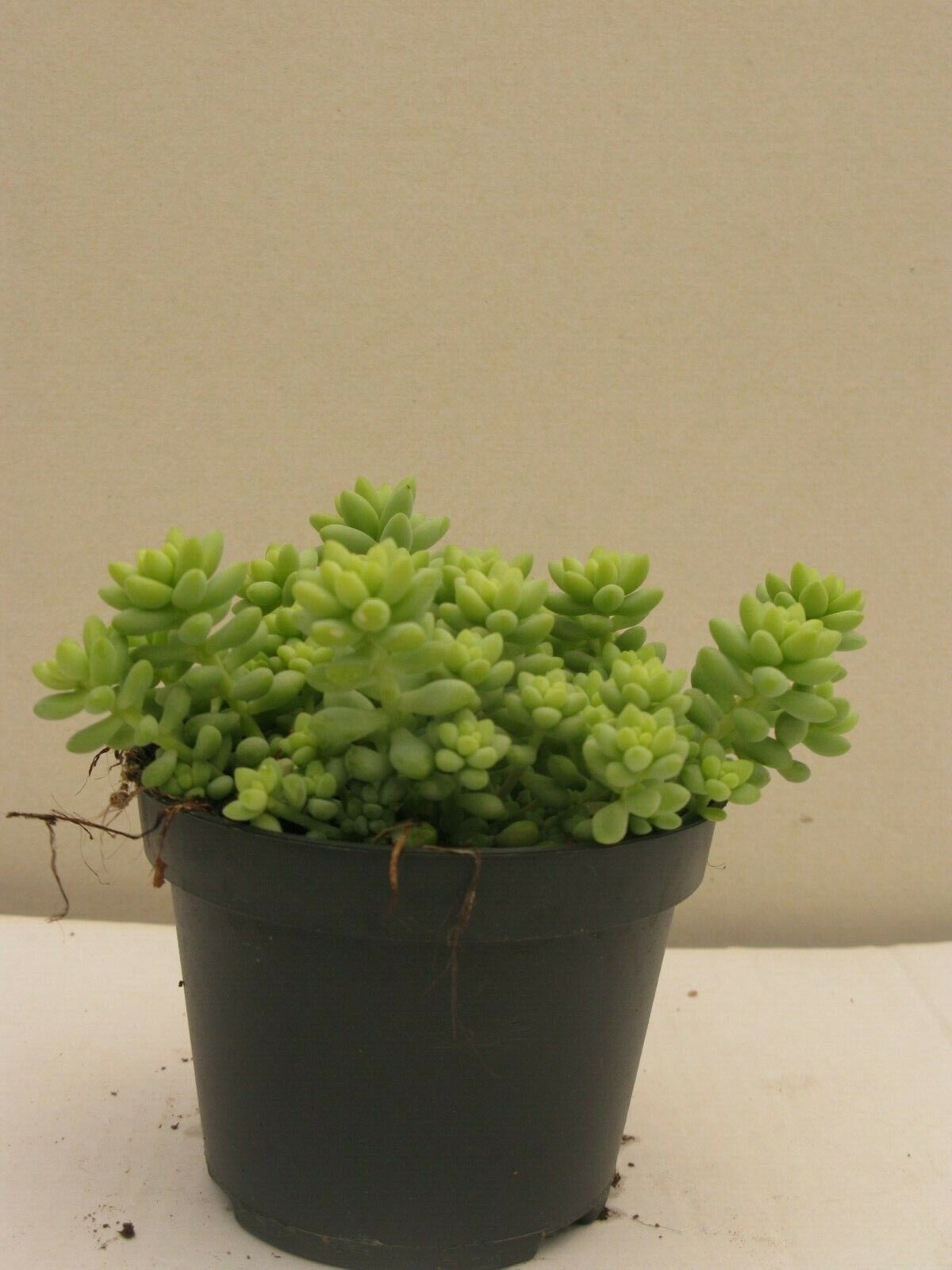 Sedum morganianum Burrito in 11cm pot /Burrows Tail/Trailing succulent