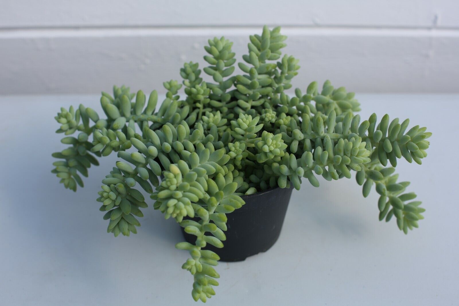 Sedum morganianum Burrito in 11cm pot /Burrows Tail/Trailing succulent