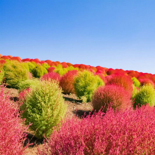 50 Burning Bush Shrub Seeds Green & Red Self Seeding Ornamental Grasses to Plant