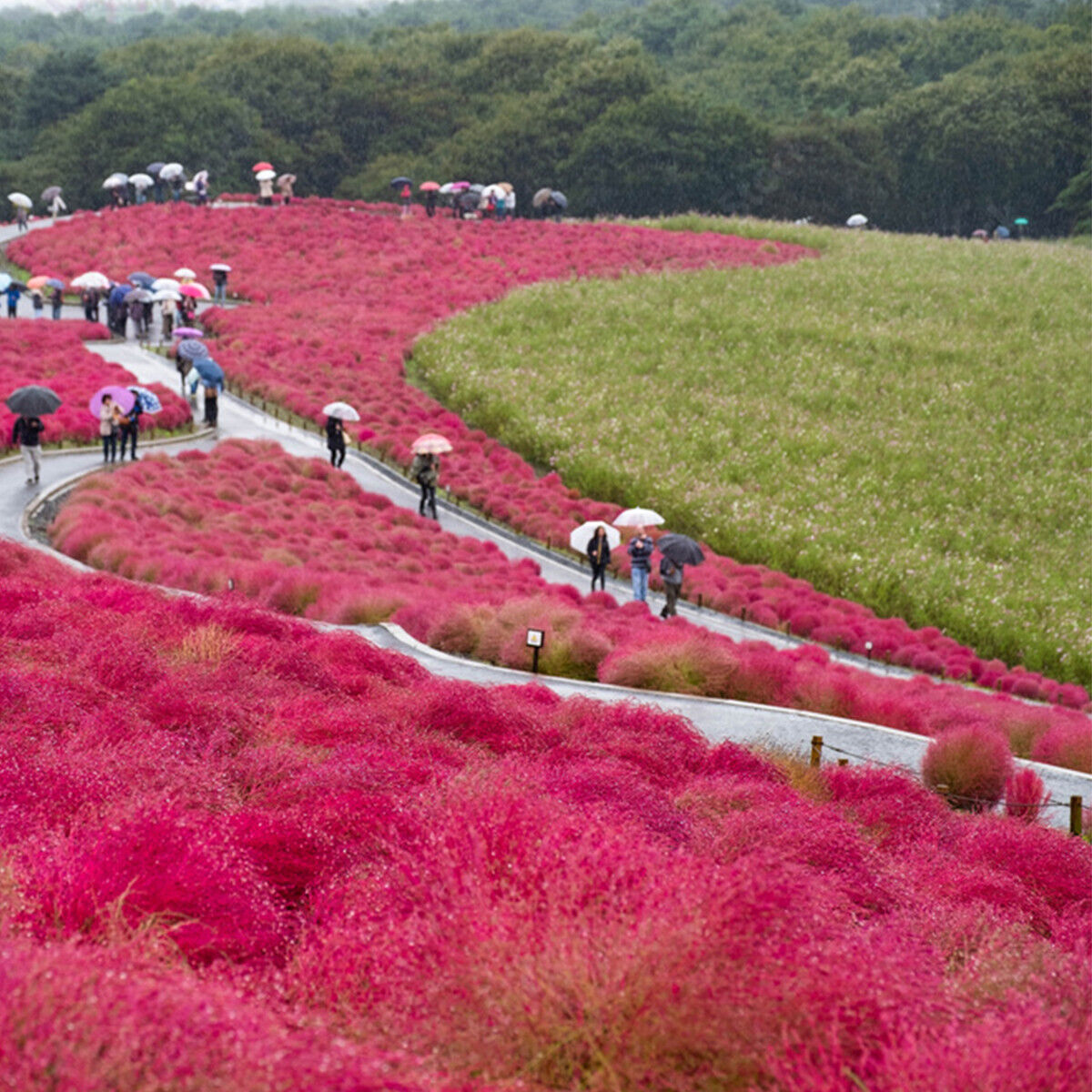 50 Burning Bush Shrub Seeds Green & Red Self Seeding Ornamental Grasses to Plant