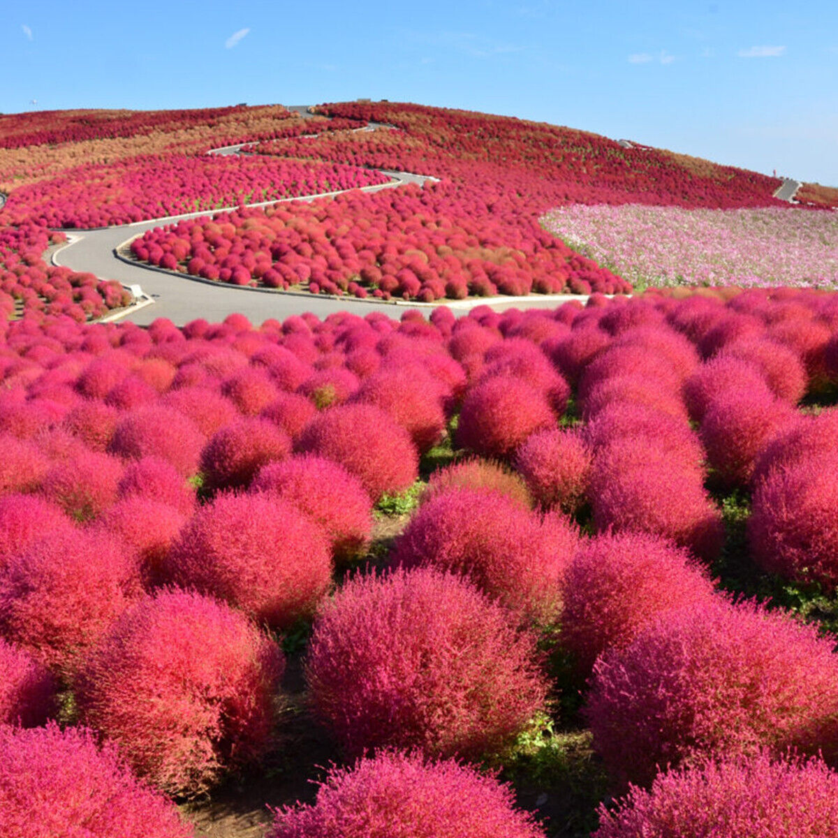 50 Burning Bush Shrub Seeds Green & Red Self Seeding Ornamental Grasses to Plant