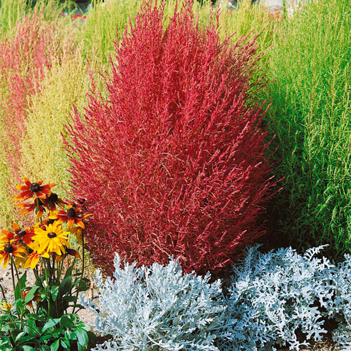 50 Burning Bush Shrub Seeds Green & Red Self Seeding Ornamental Grasses to Plant