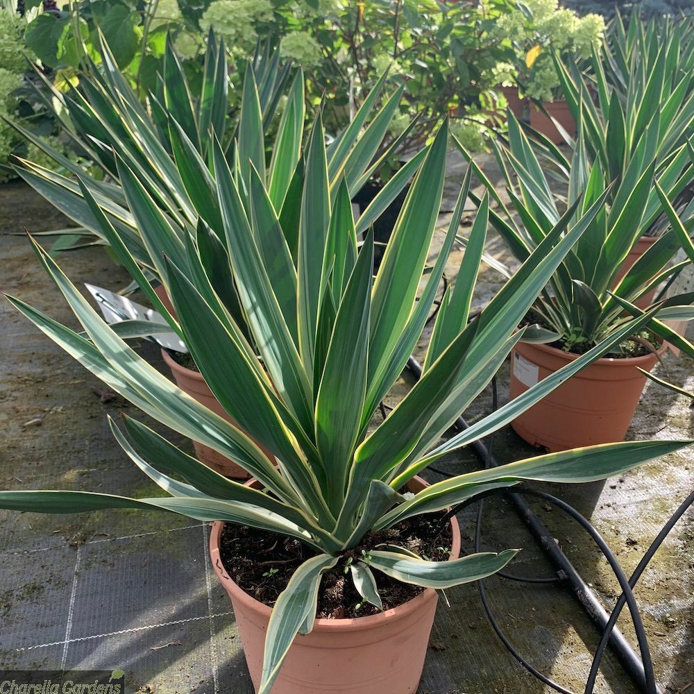 Yucca Gloriosa Variegata 